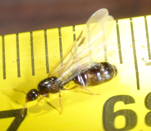 reina diminuta