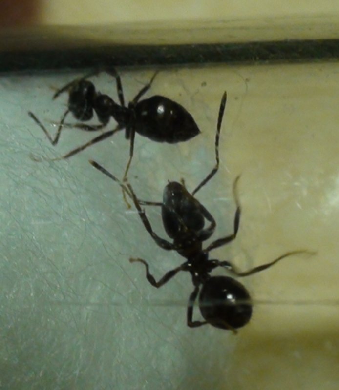 identificar hormiga