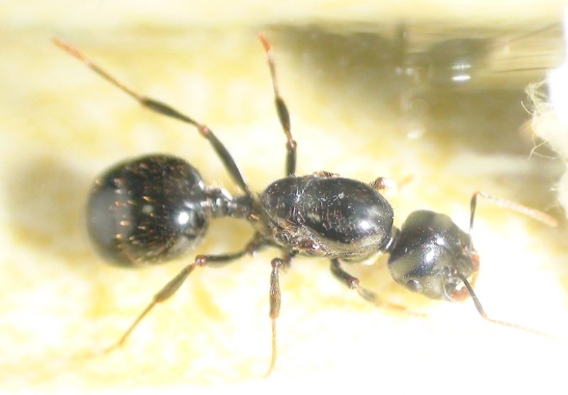 �Messor barbarus?