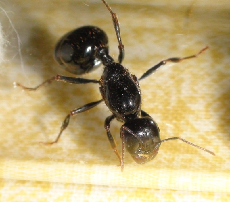 �Messor barbarus?