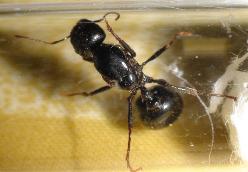 �Messor barbarus?
