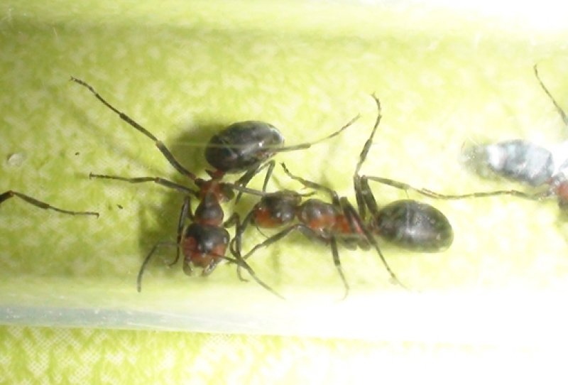 �formica?