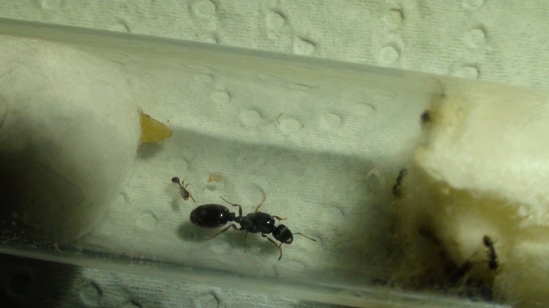 tetras?