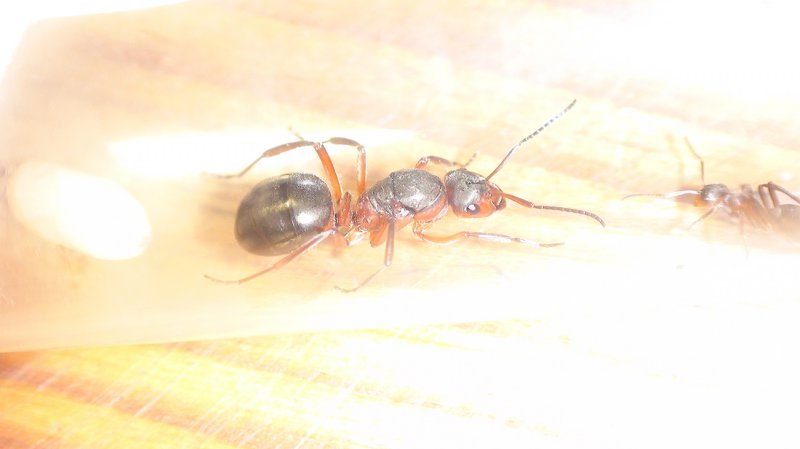 �reina formica?