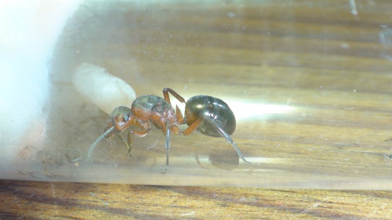 �reina formica?