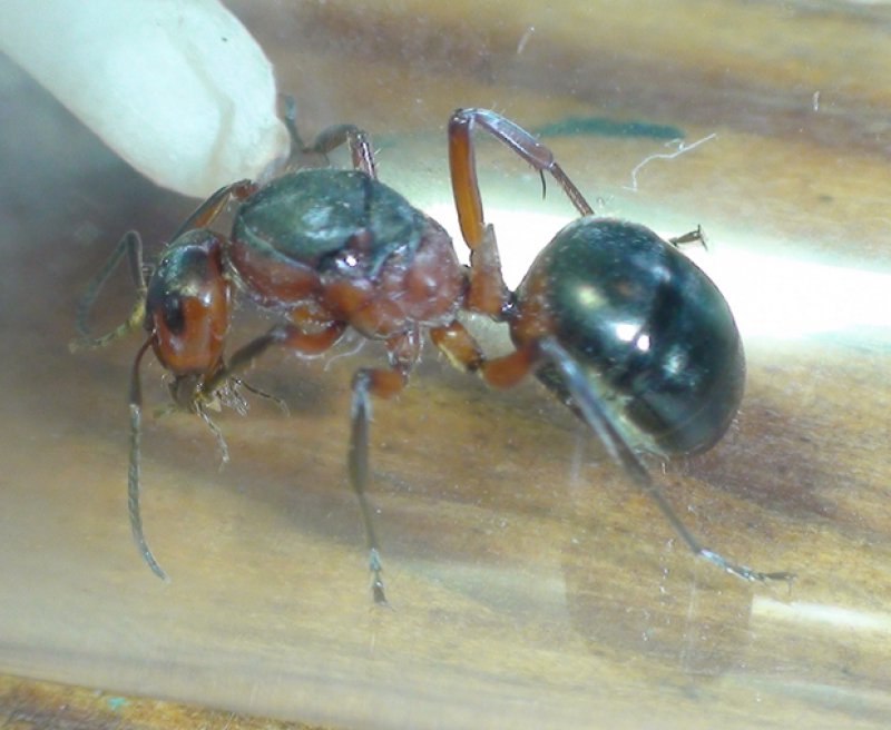 �reina formica�