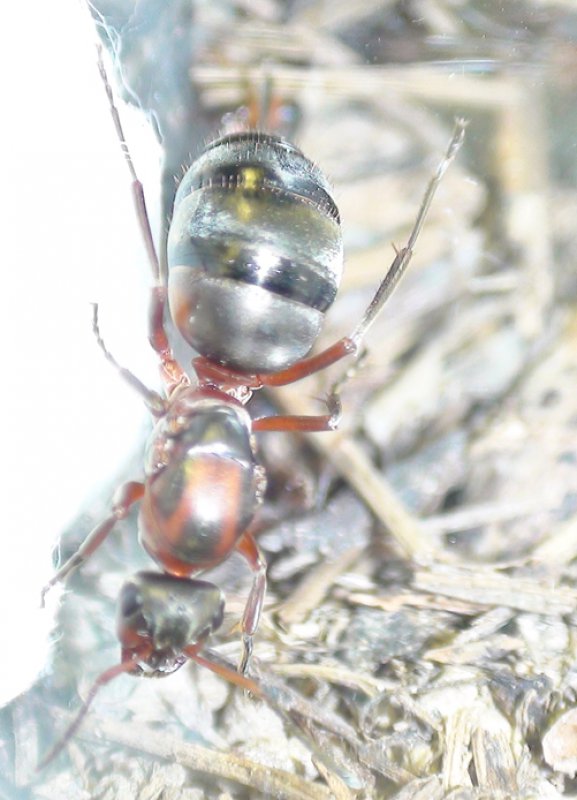 �otra F. pratensis?
