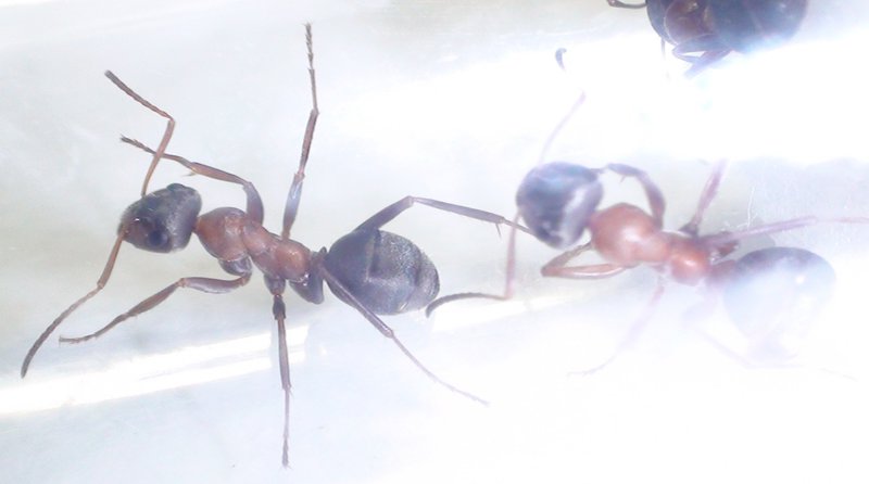 qu especie es esta hormiga?