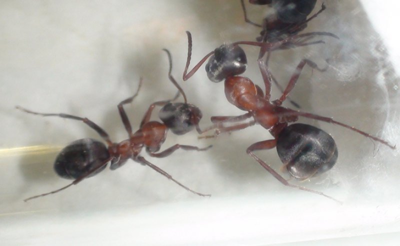 ¿que especie es esta hormiga?