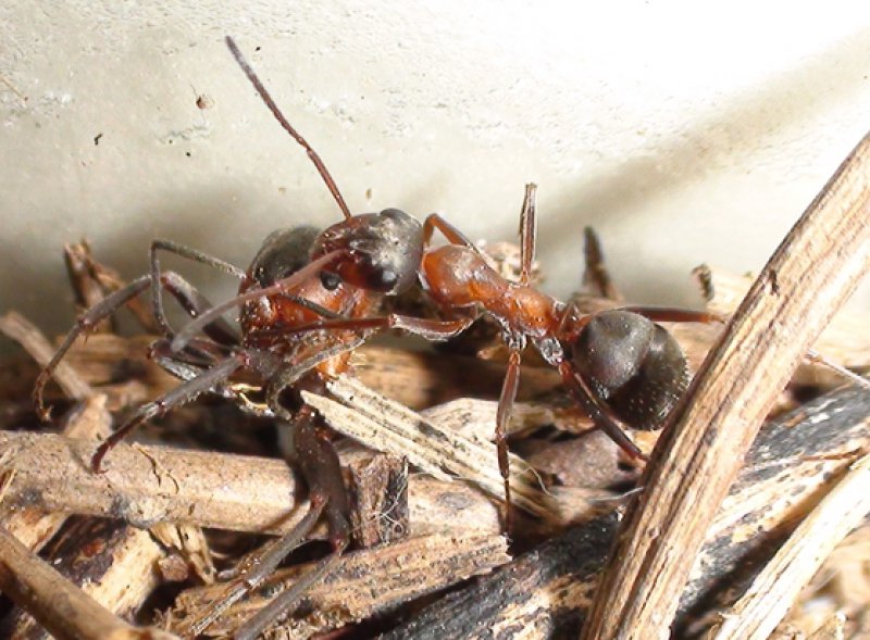 �qu� especie es esta hormiga?