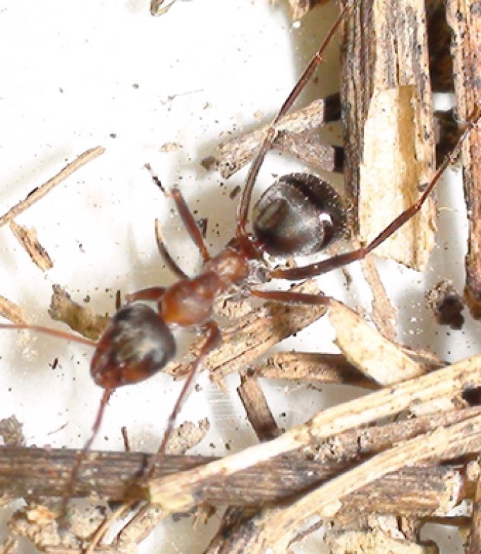 ¿qué especie es esta hormiga?
