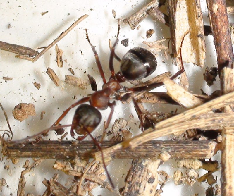 qu especie es esta hormiga?