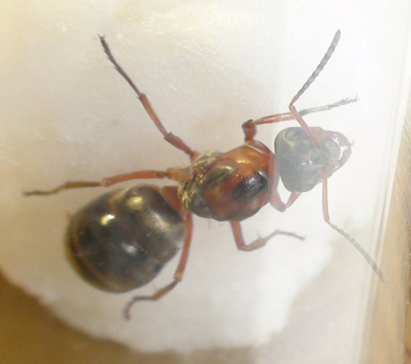 �Formica?