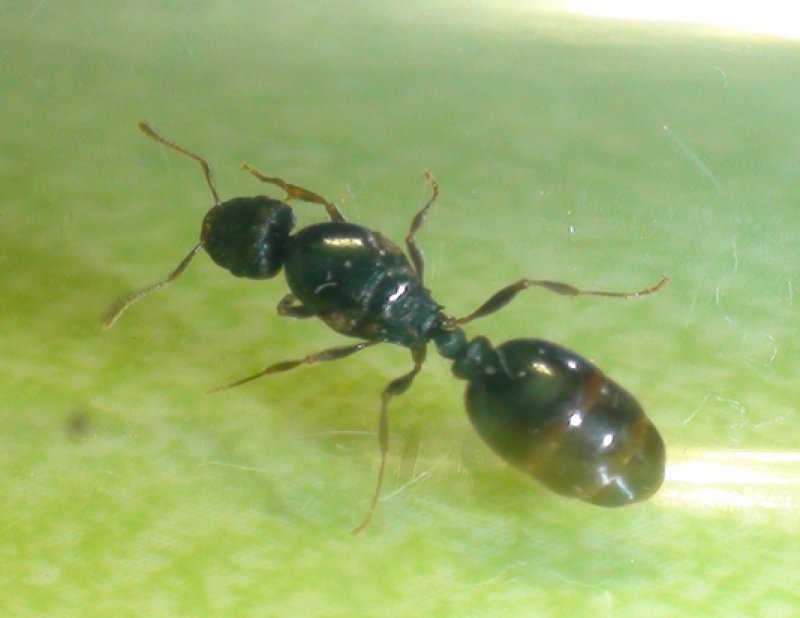 identificar reina