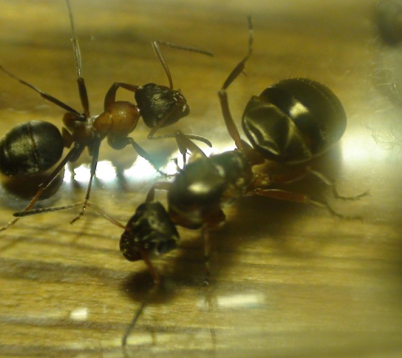 Otra reina Formica