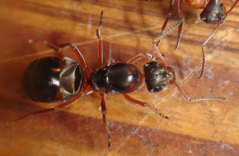 Otra reina formica