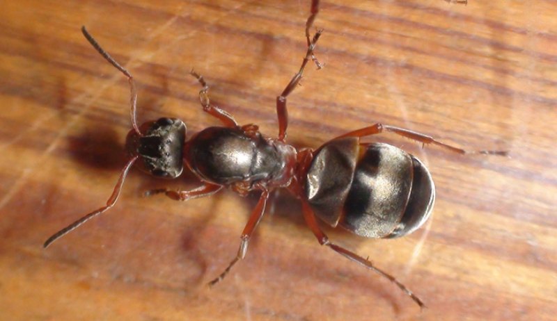 Otra reina Formica
