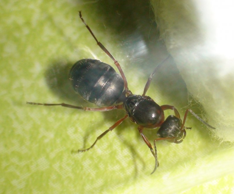 otra formica m�s