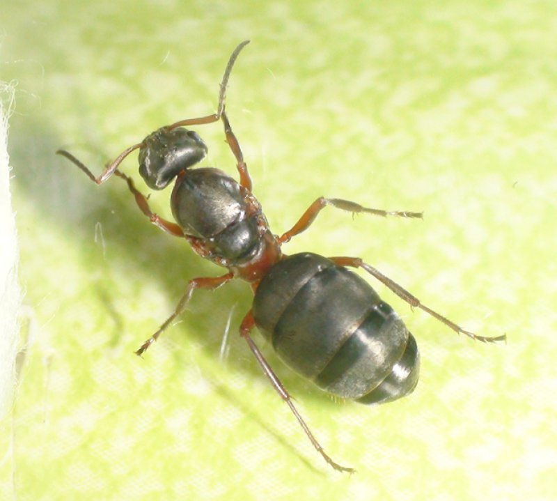 otra Formica m�s