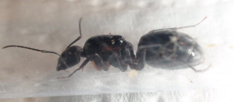 �Camponotus?