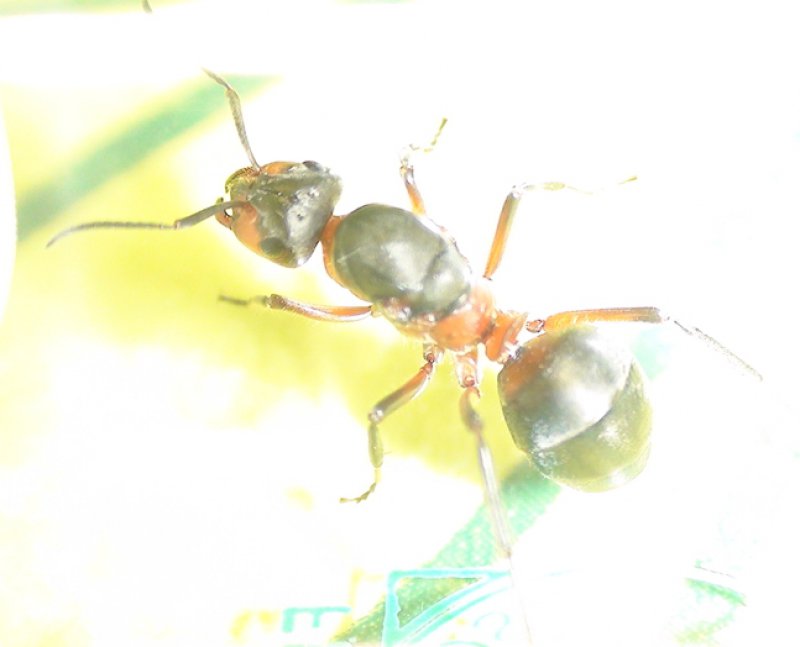 Otra reina formica m�s