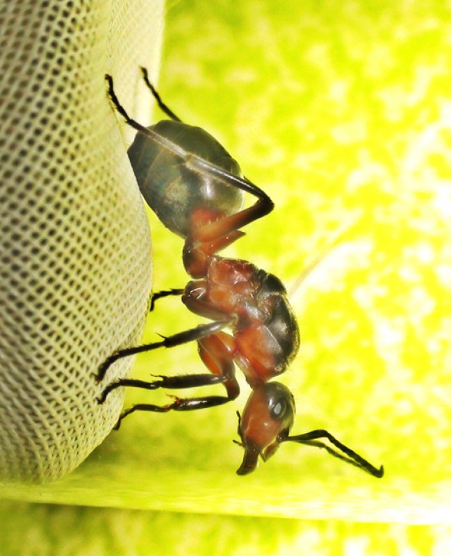 Otra reina Formica m�s
