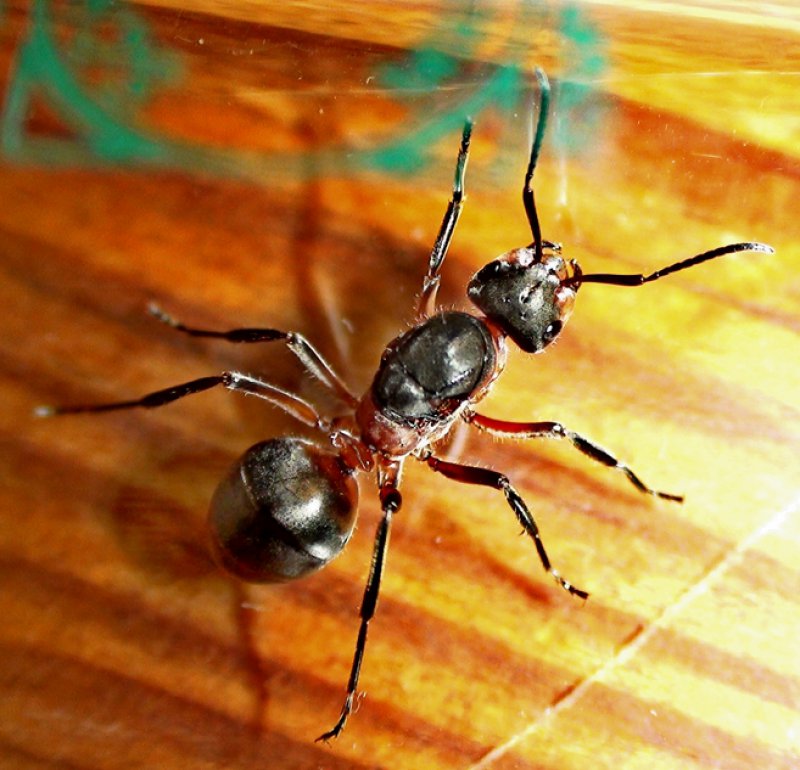 Otra reina Formica m�s