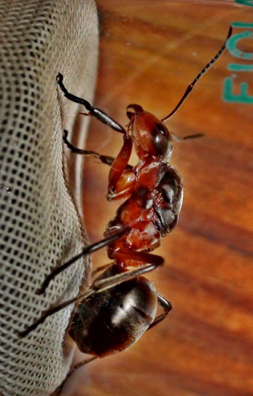 Otra reina formica m�s