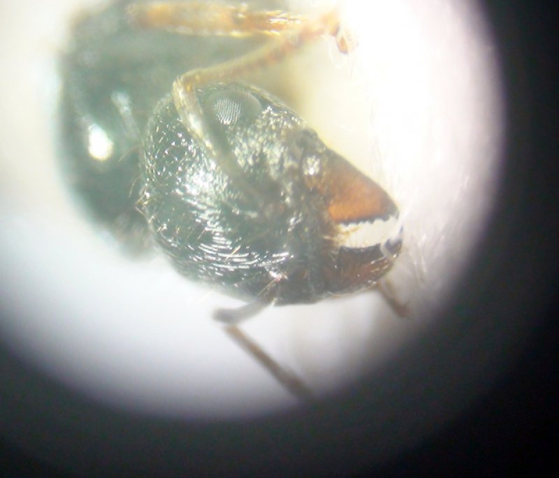 ojo