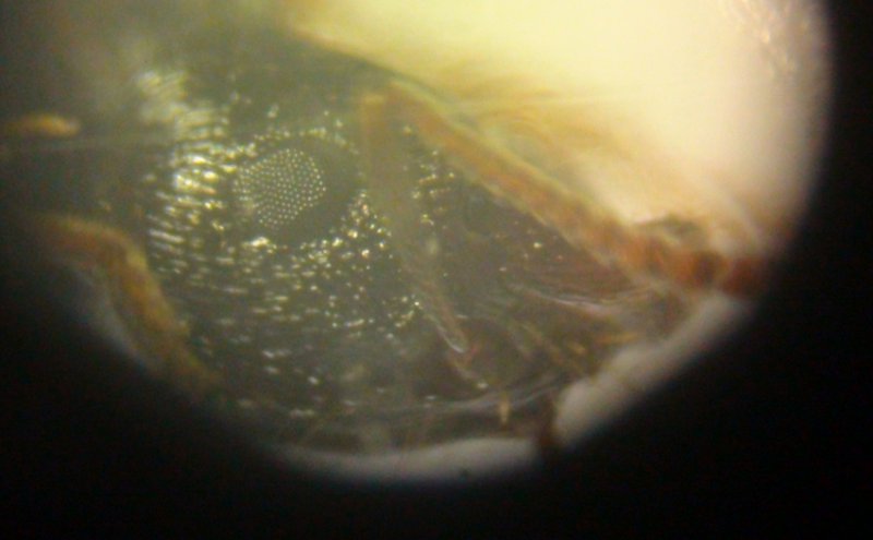 ojo