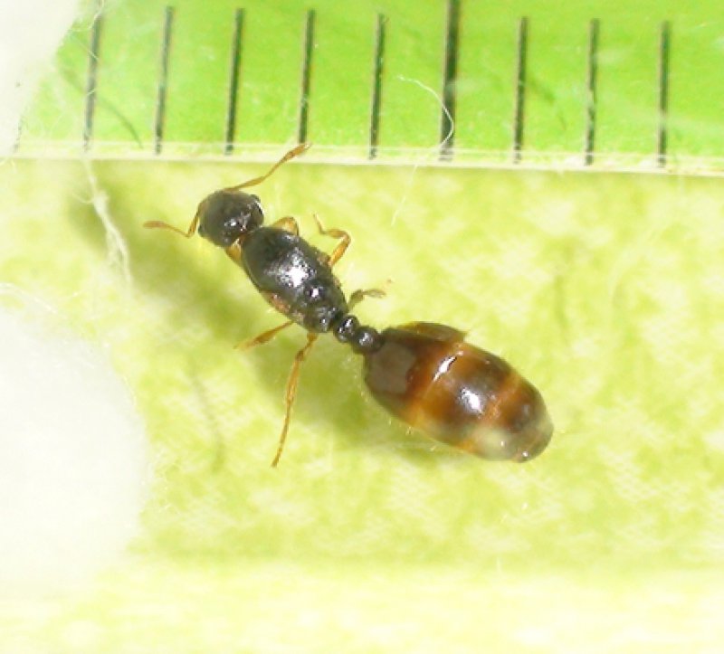 reina diminuta