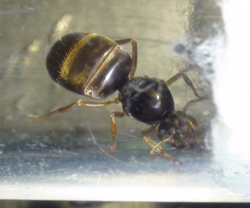 otra reina