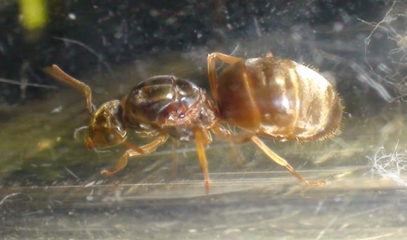 otra reina