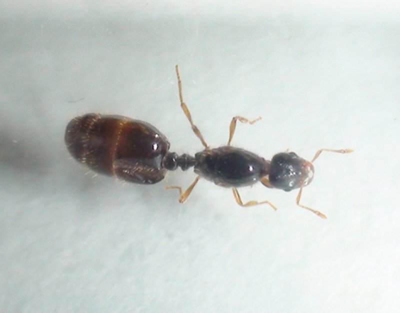 reina diminuta