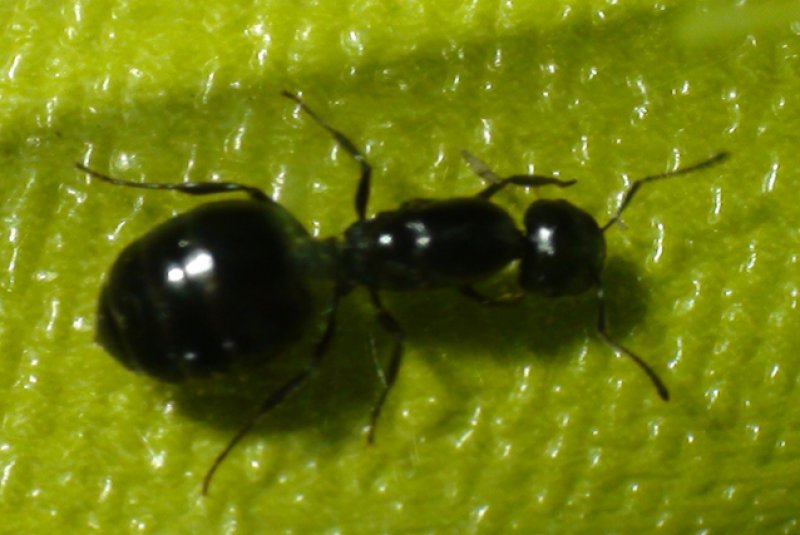 �Crematogaster auberti?