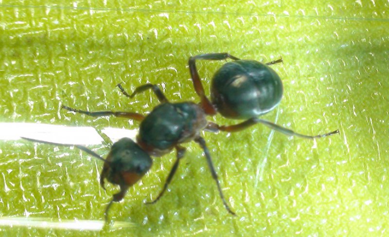 reina formica?