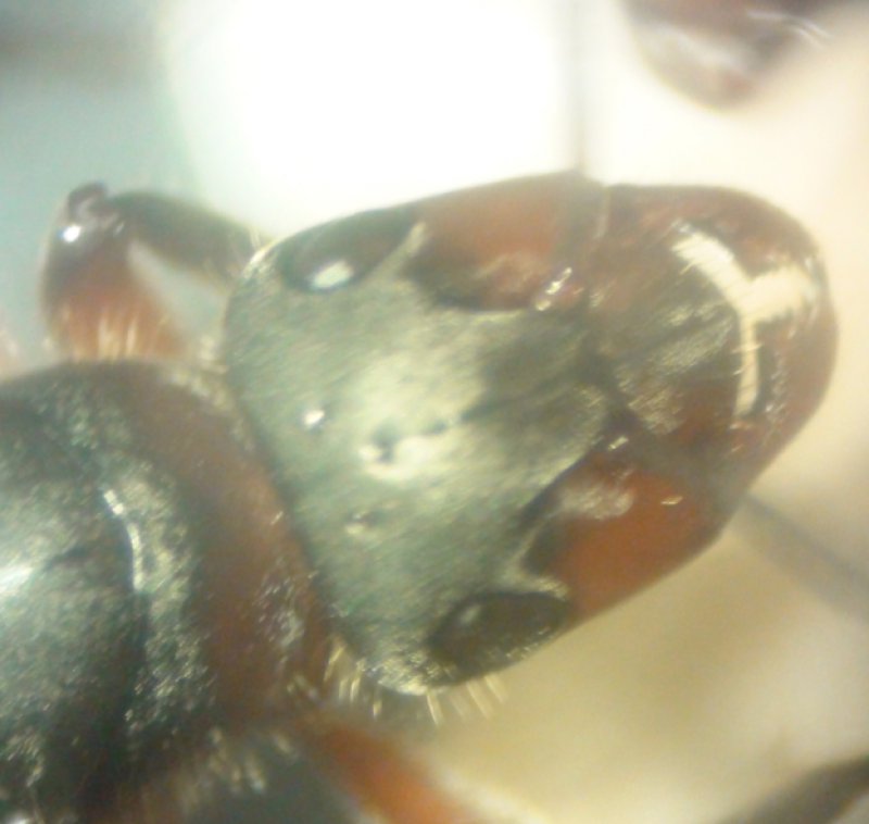 cabeza formica