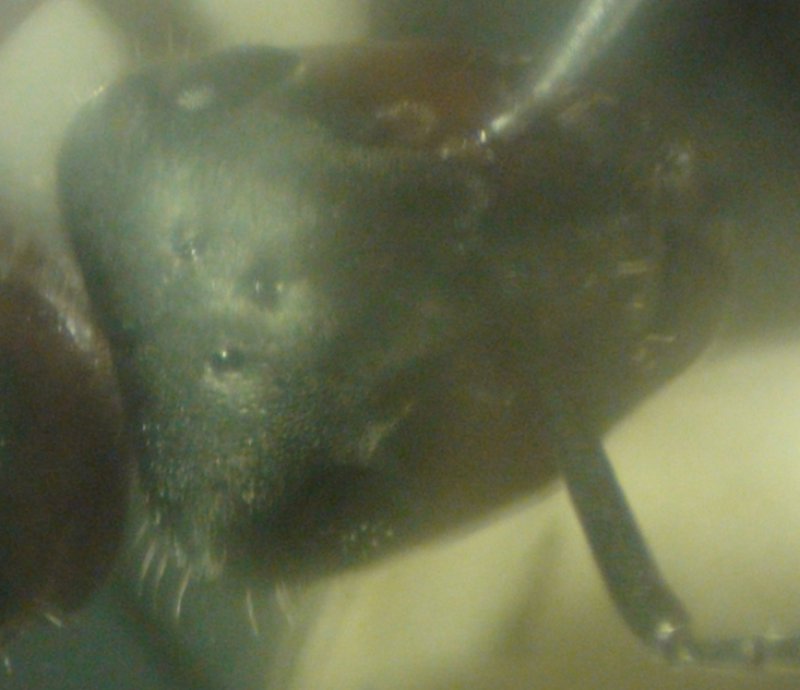 cabeza formica