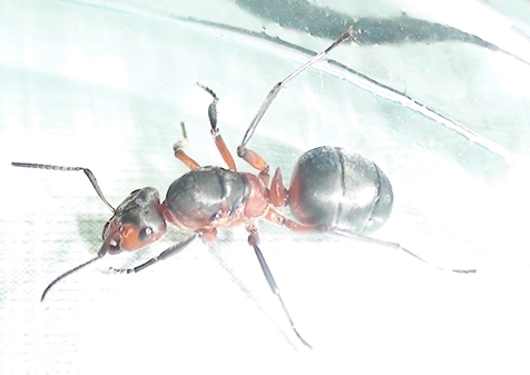 reina formica?