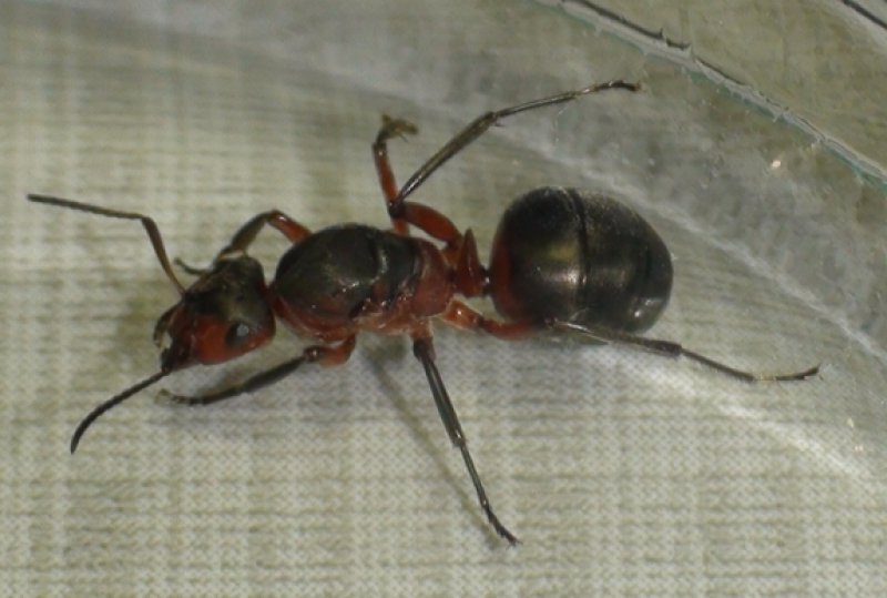 reina formica?