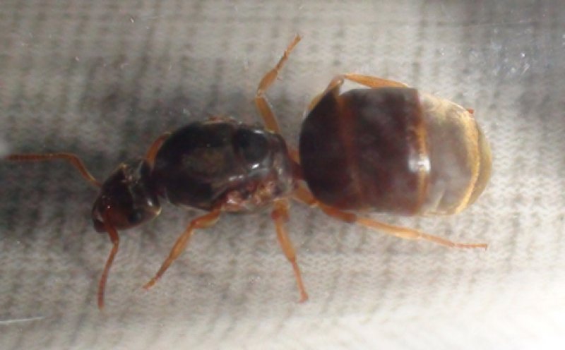 Lasius amarillas?