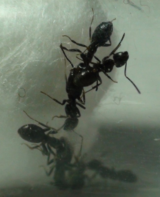 obreras de qu� especie-'