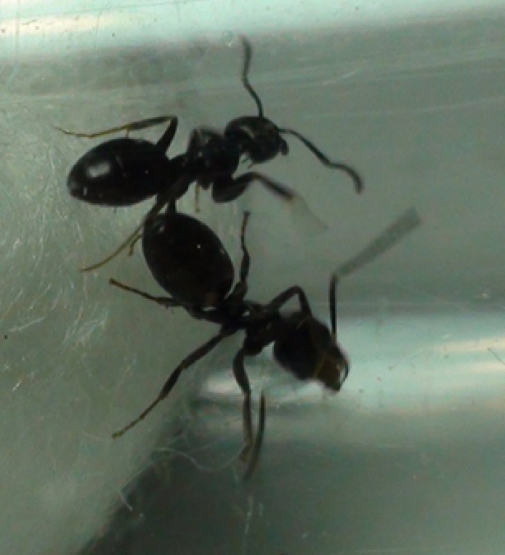 obreras de qu� especie-'