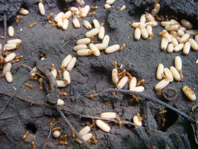 posible lasius