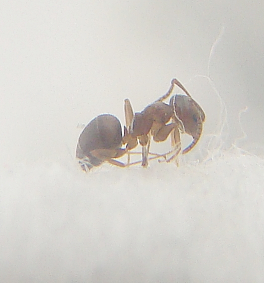 ix lasius2