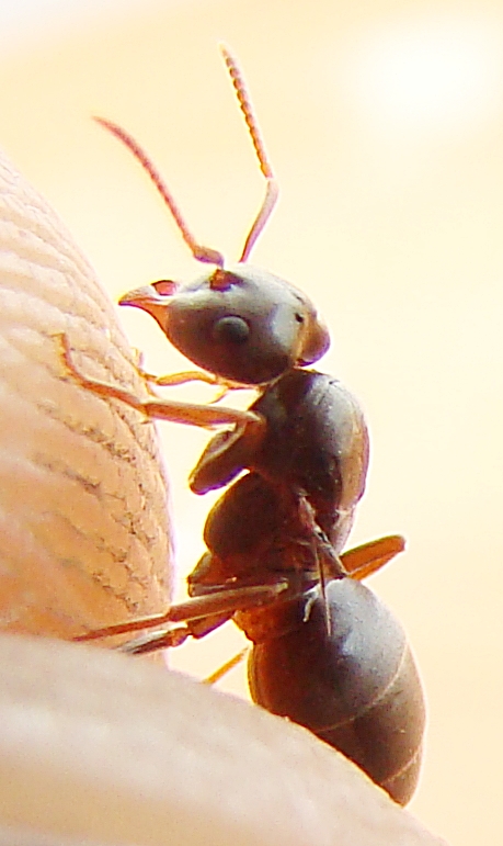 ix rossomyrmex?_1