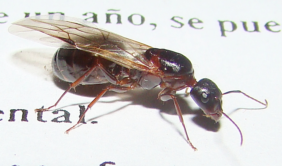 ix camponotus_1