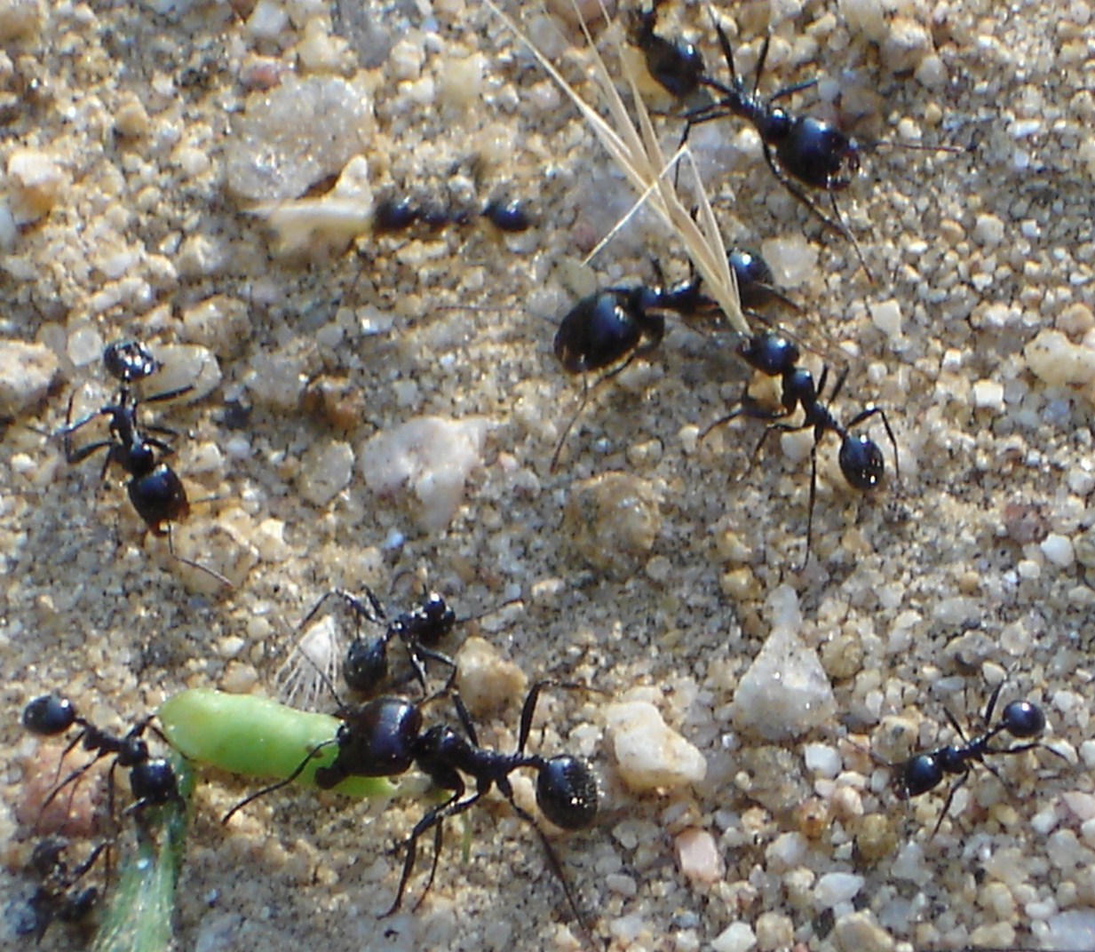 Identificaci?n de especie