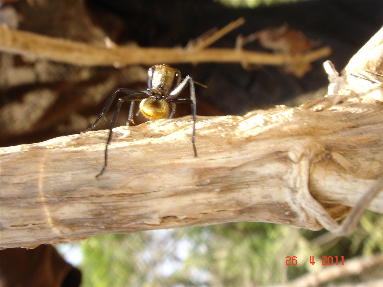 Hormiga dorada