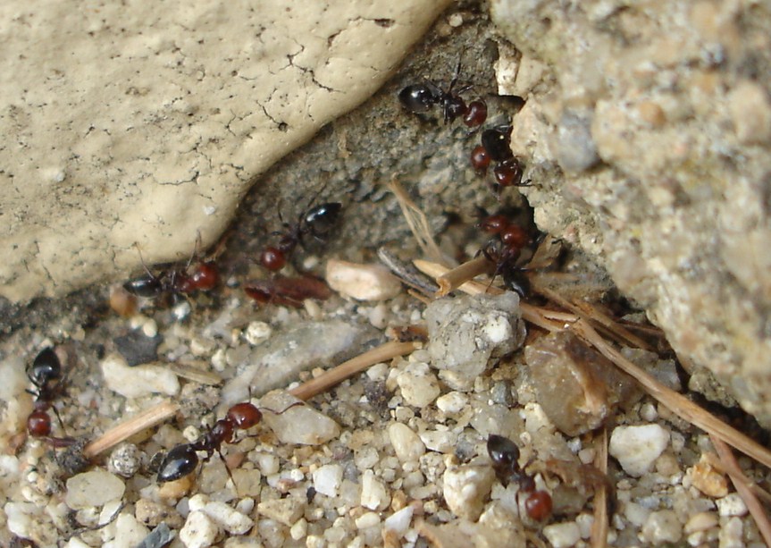 Identificaci?n de especie